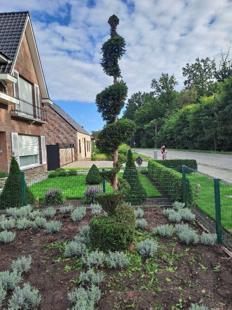 mooie grote taxus spiraal, Tuin en Terras, Ophalen, Bloeit niet, Halfschaduw, Overige soorten