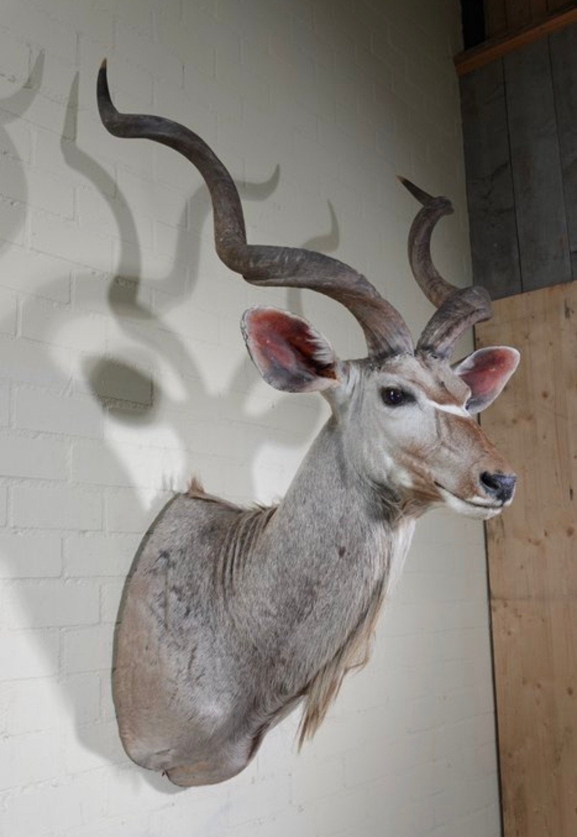 Prachtig opgezette Kudu, Verzamelen, Ophalen