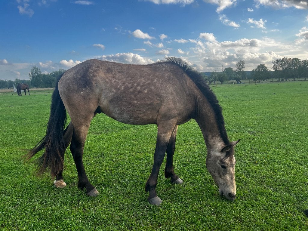 ponyruiter gezocht, Dieren en Toebehoren, Niet van toepassing, Springpony, 3 tot 6 jaar, Meerdere dieren
