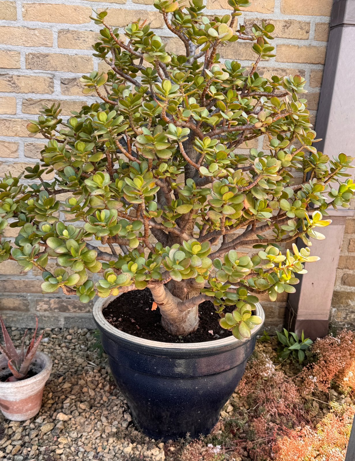 Grote Crassula., Tuin en Terras, Ophalen