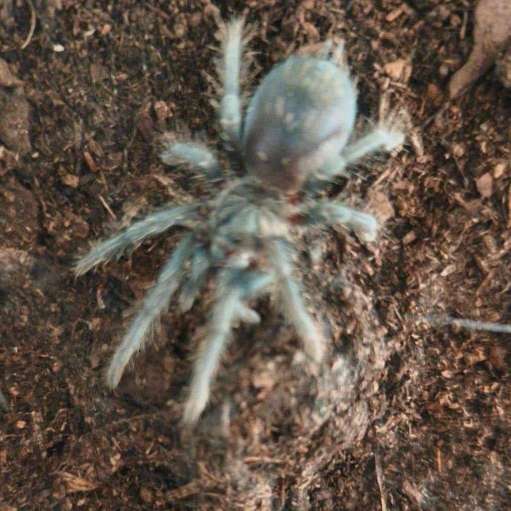 phormictopus sp dominican purple