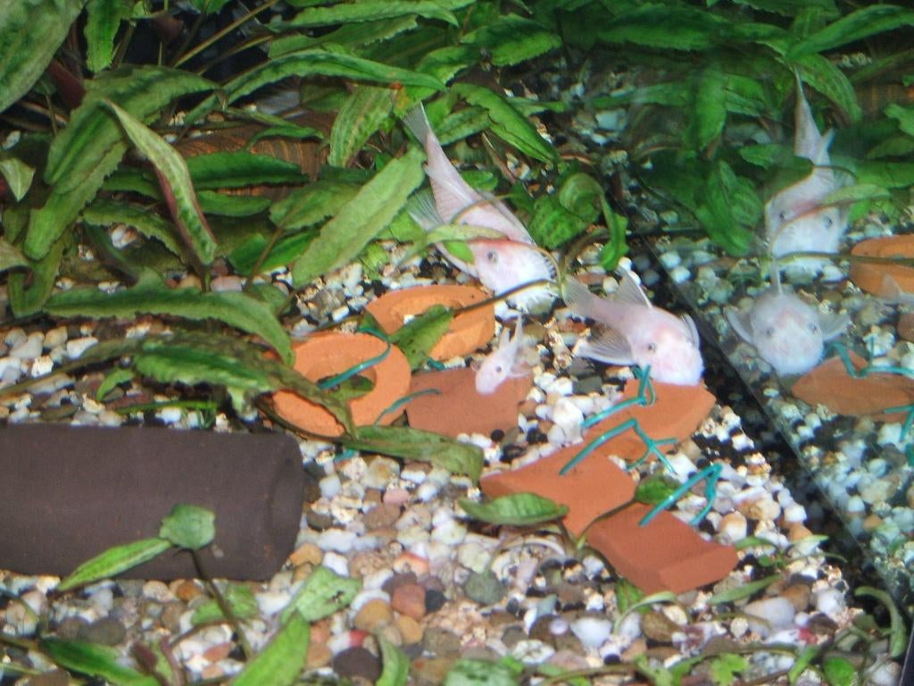 Ancistrus snow white, Dieren en Toebehoren, Vissen | Aquariumvissen