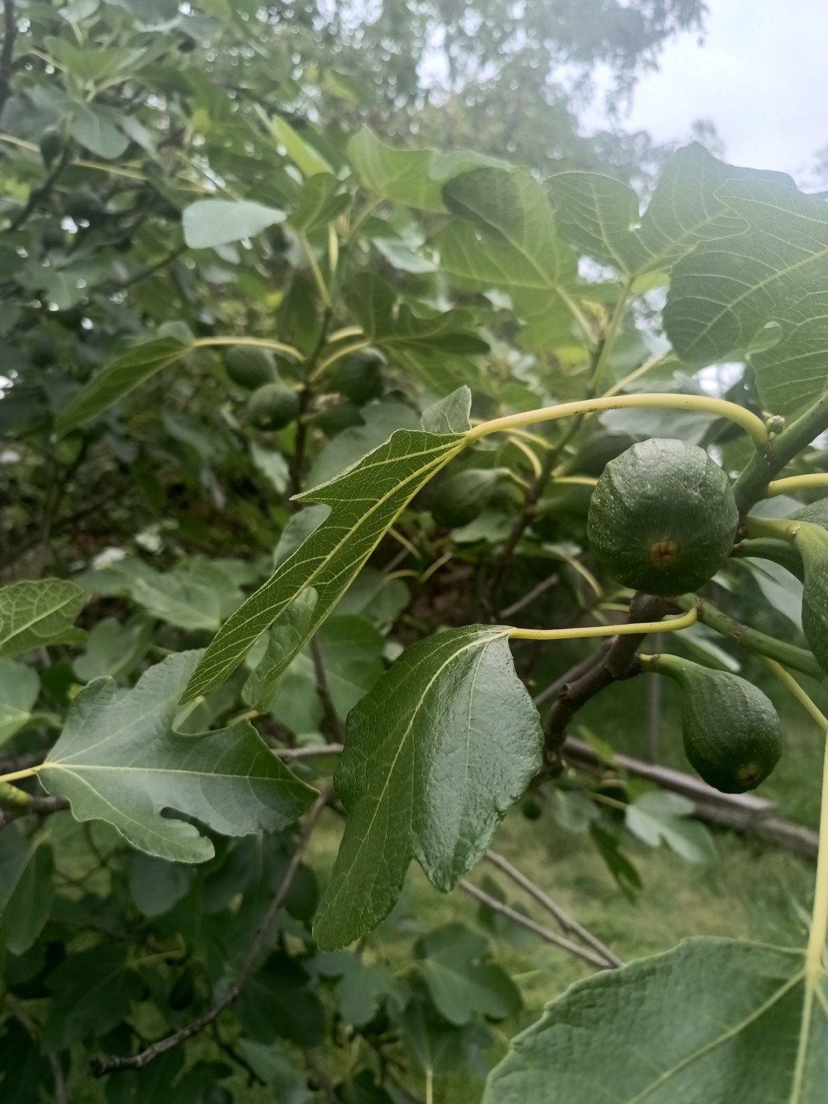 Vijgenboom, Tuin en Terras, Planten | Bomen, Overige soorten, 100 tot 250 cm, Zomer, Ophalen