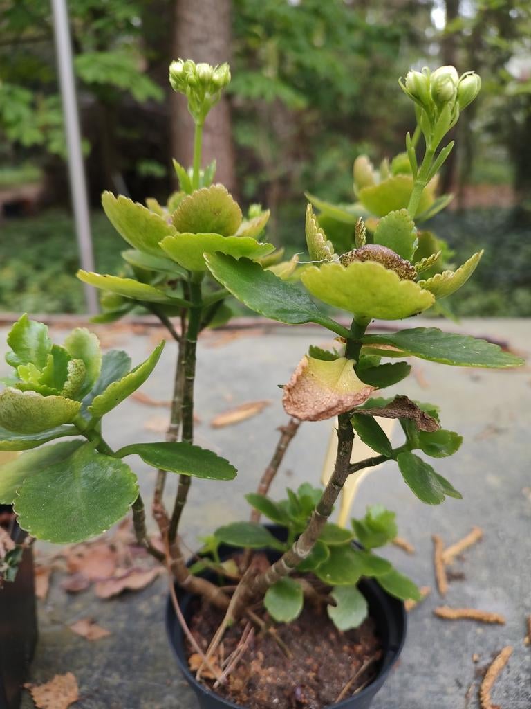 Jonge planten kalanchoe (vetplantje), Ophalen