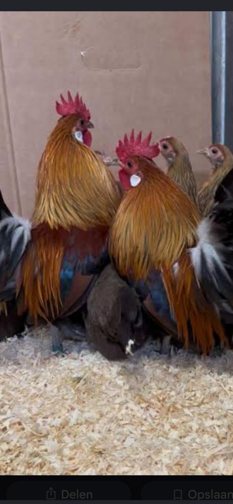 Hollantse kriel kuikentjes, Dieren en Toebehoren