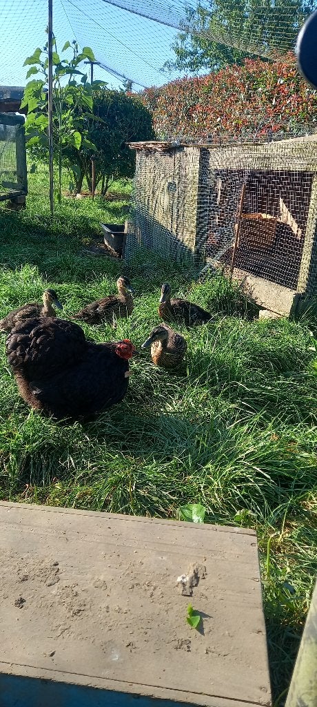 Eenden, Dieren en Toebehoren, Pluimvee, Geslacht onbekend, Eend