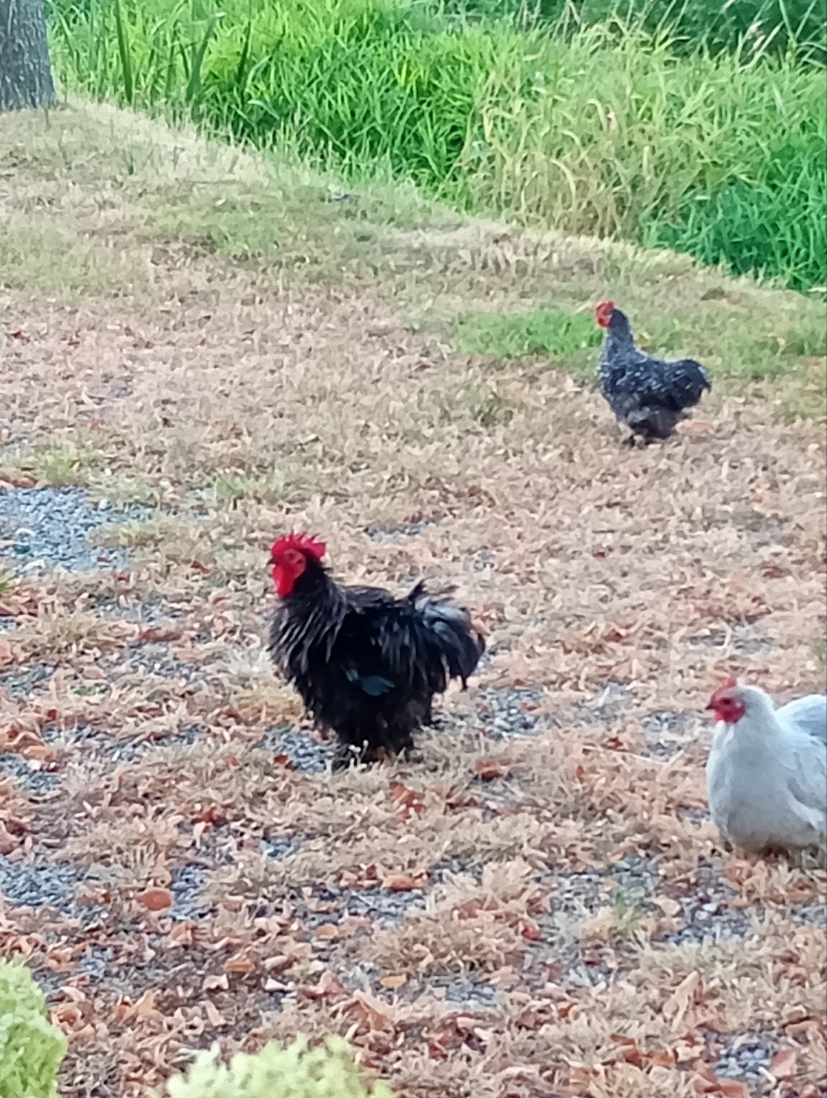 gratis cochin krulveer haan, Dieren en Toebehoren, Pluimvee, Mannelijk, Kip