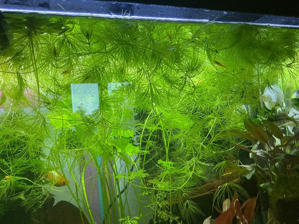 Hoornblad, Animaux & Accessoires, Poissons | Poissons d'aquarium, Autres types, Poisson d'eau douce