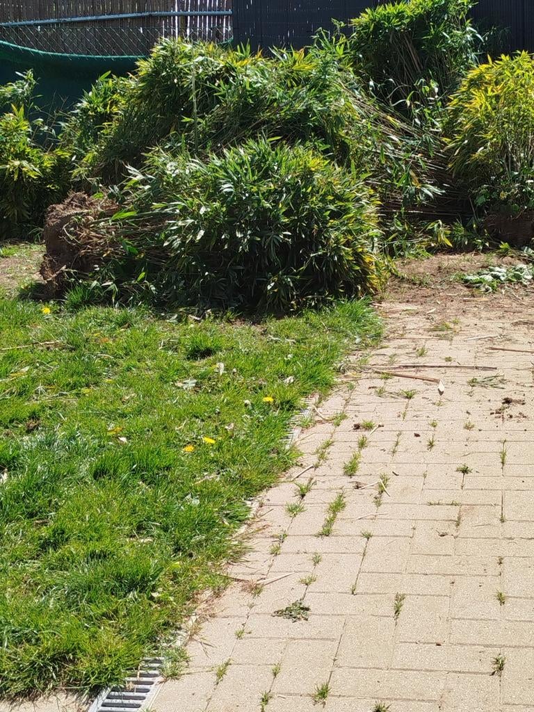 Gratis bamboe langemark groot, Boeken, Ophalen