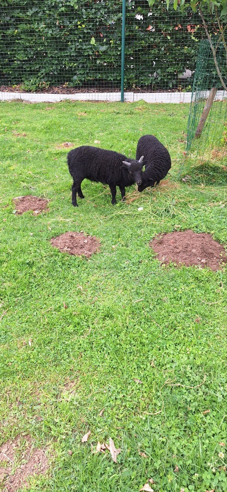 Ouessant bokjes, Animaux & Accessoires, Moutons, Chèvres & Cochons