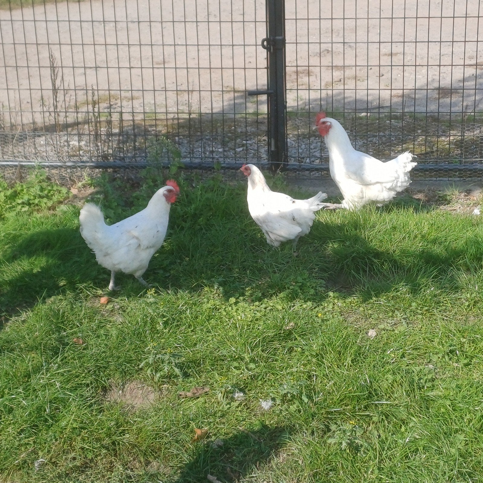 Kippen, Dieren en Toebehoren, Vrouwelijk