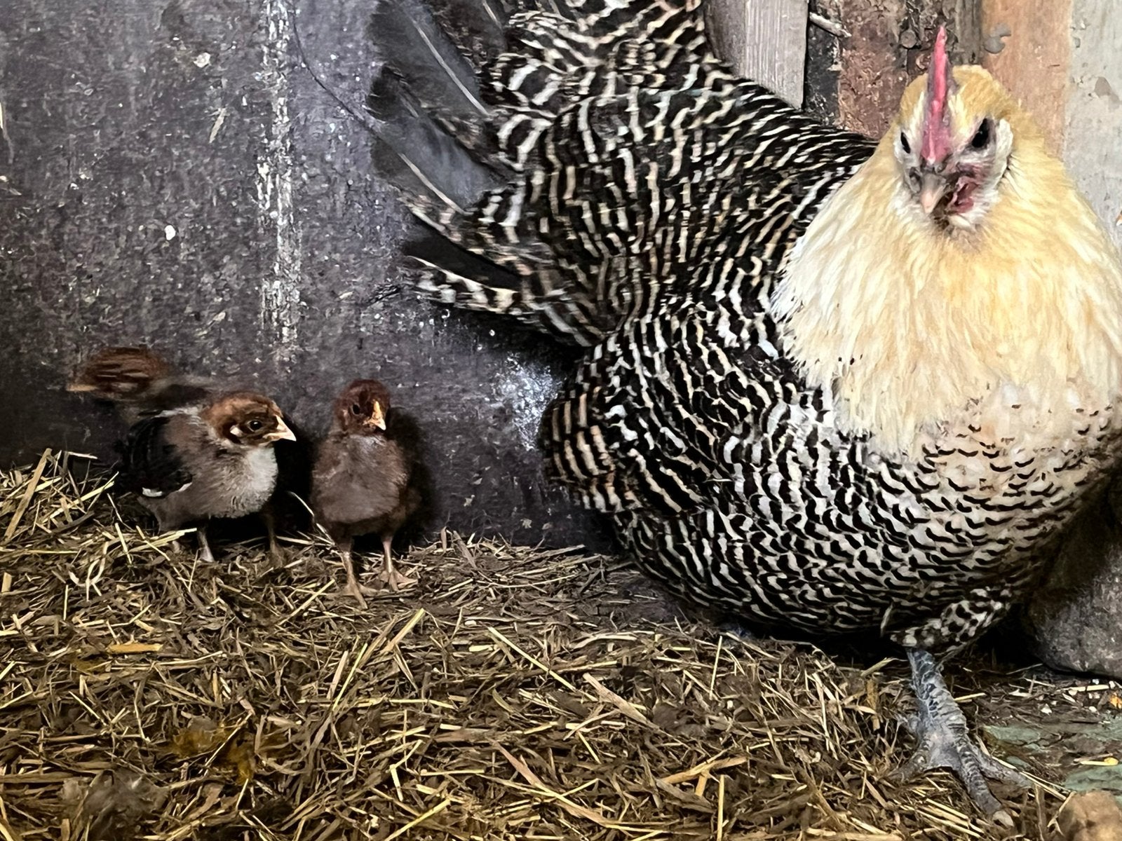 Poussins Lemonbraine, Plusieurs animaux, Poule ou poulet