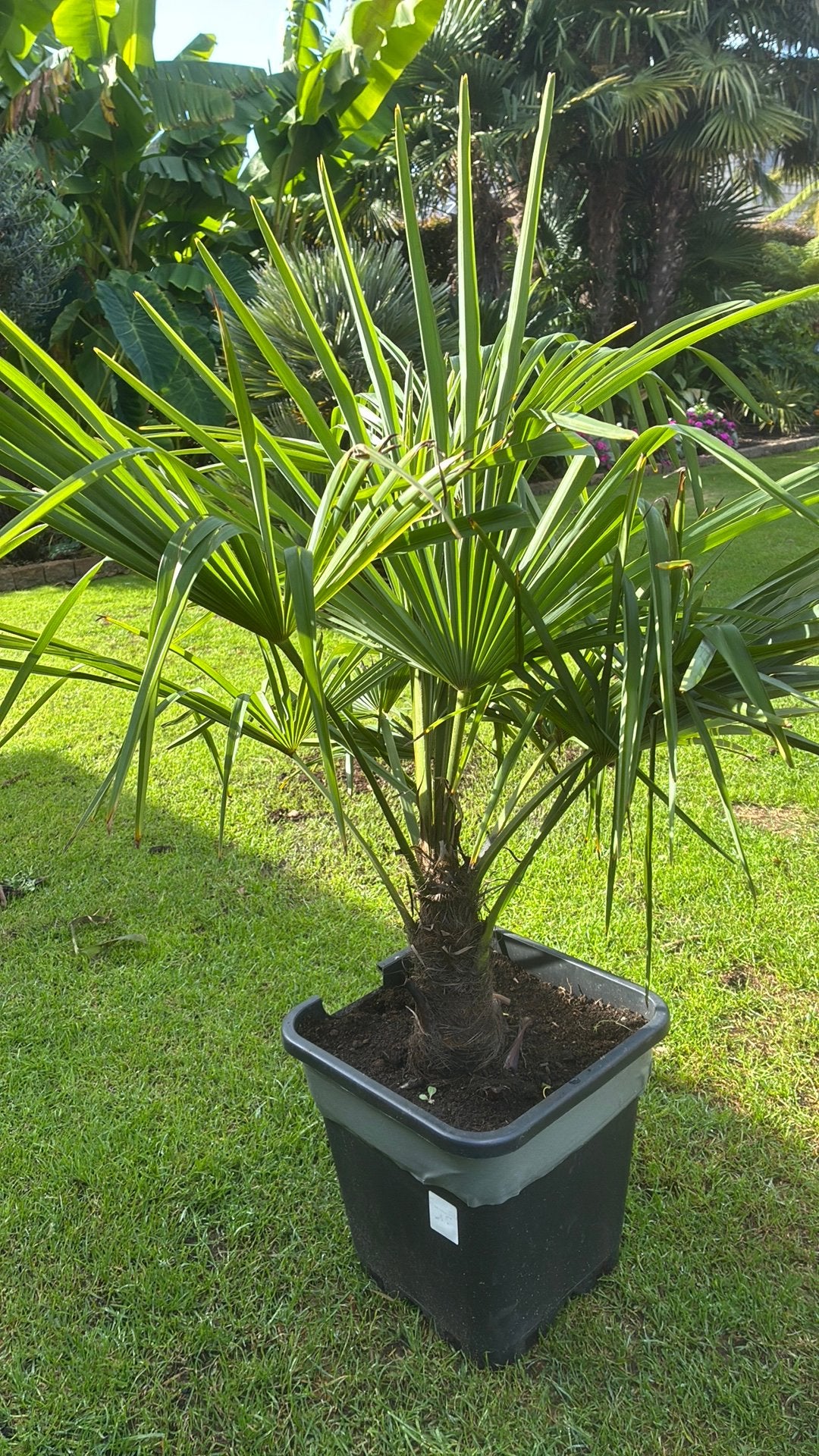 Trachycarpus fortunei, Tuin en Terras, Ophalen