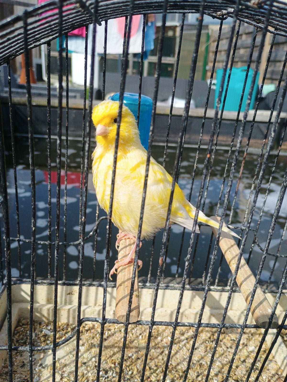 fife fancy man, Dieren en Toebehoren