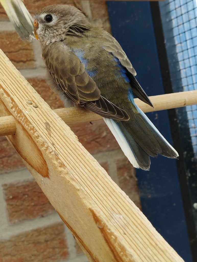 Wildkleur bourke, Dieren en Toebehoren, Vogels | Parkieten en Papegaaien, Geslacht onbekend, Parkiet