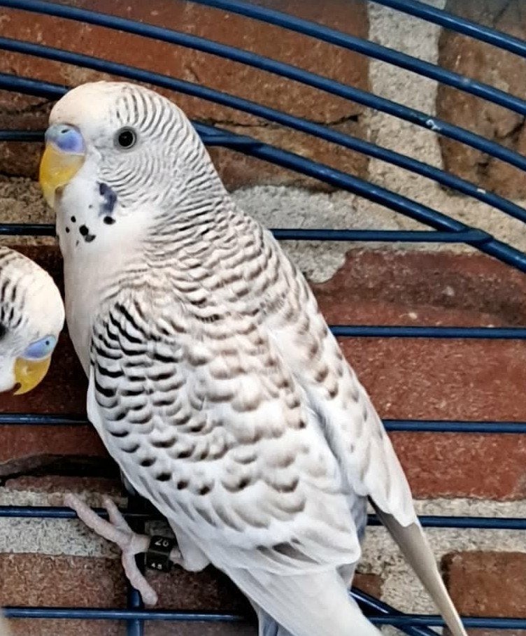 Grasparkiet, Dieren en Toebehoren, Mannelijk, Parkiet, Geringd