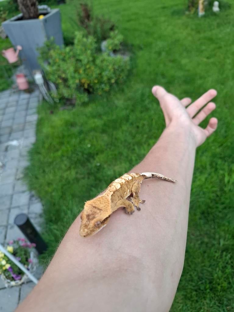 Prachtige wimpergekko van 2024, Dieren en Toebehoren