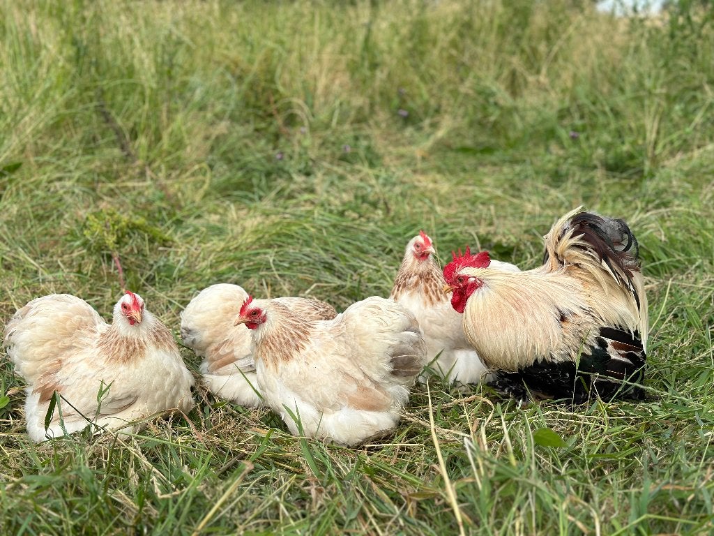Jonge tamme Cochin kriel Zalm kleur gesekst en ingeënt, Femelle, Poule ou poulet