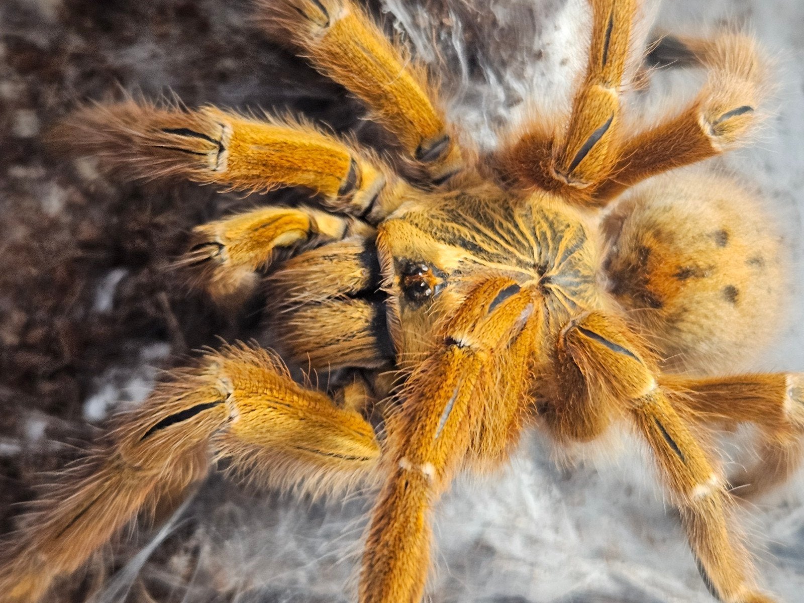 Pterinochilus murinus usambara adult vrouwtje, Dieren en Toebehoren, Insecten en Spinnen