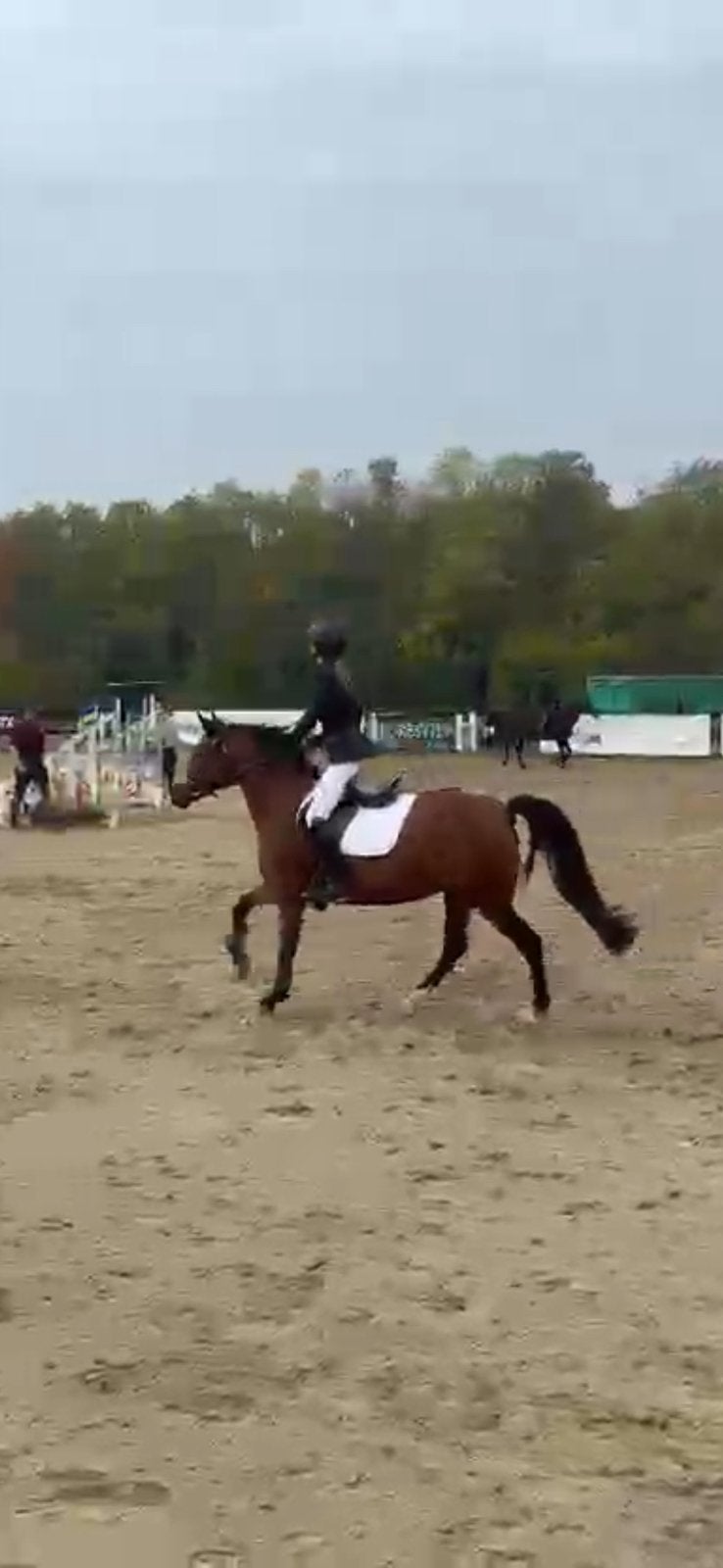 Super chique C pony, Dieren en Toebehoren