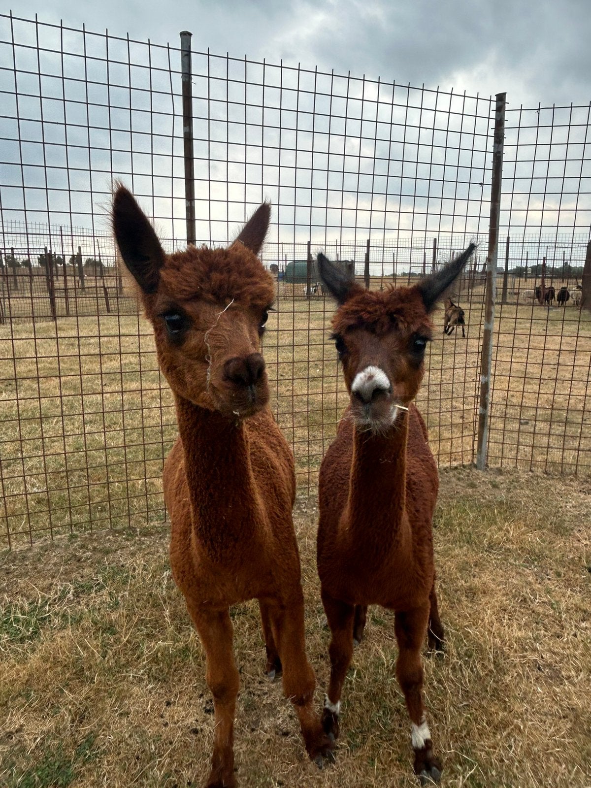 2 prachtige jonge Alpacas, Dieren en Toebehoren, Overige Dieren, November, Meerdere dieren