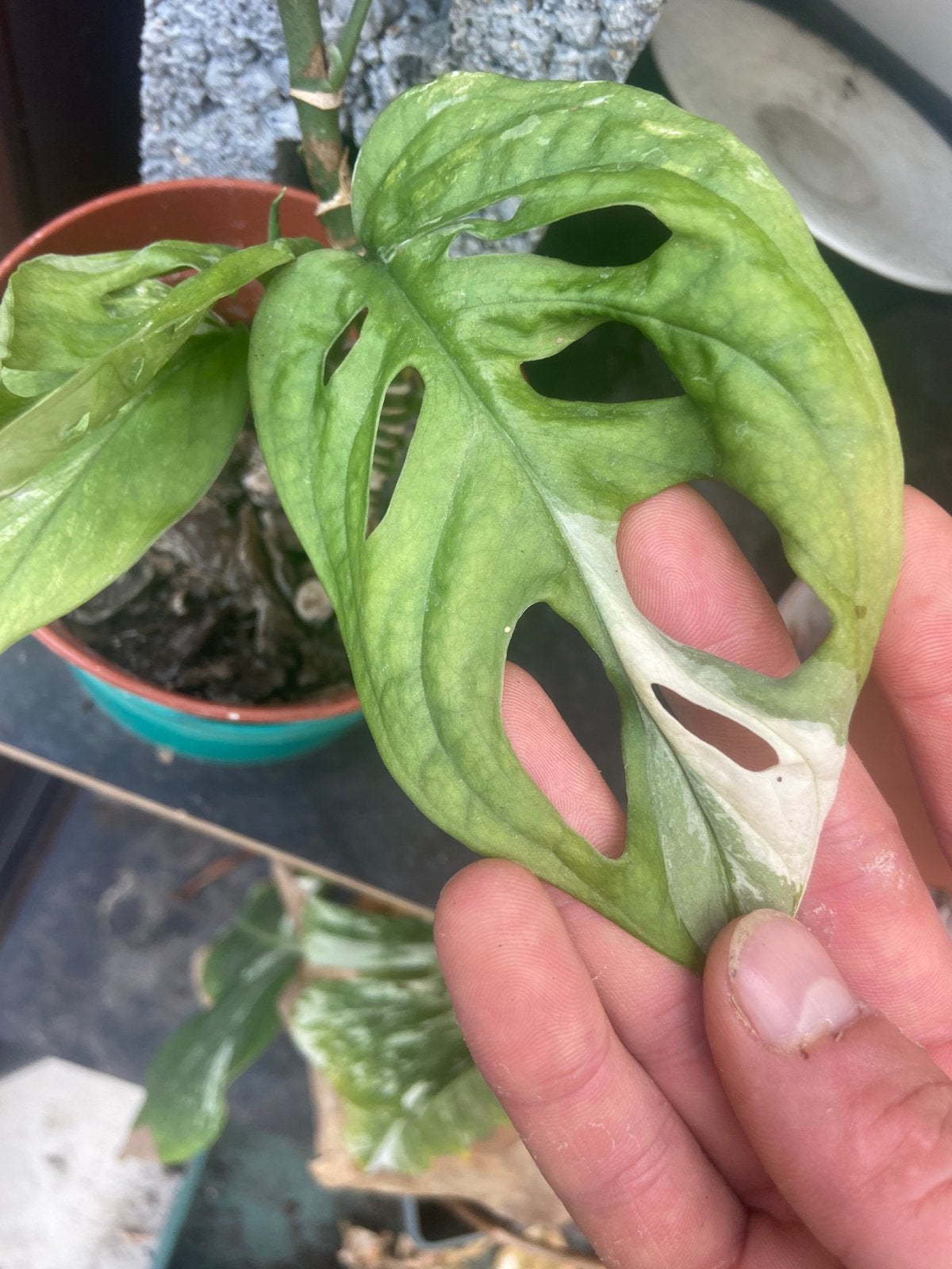 Monstera adansonni Variegata, Ophalen of Verzenden