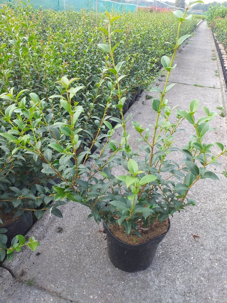 Osmanthus burkwoodii / schijnhulst, Ophalen