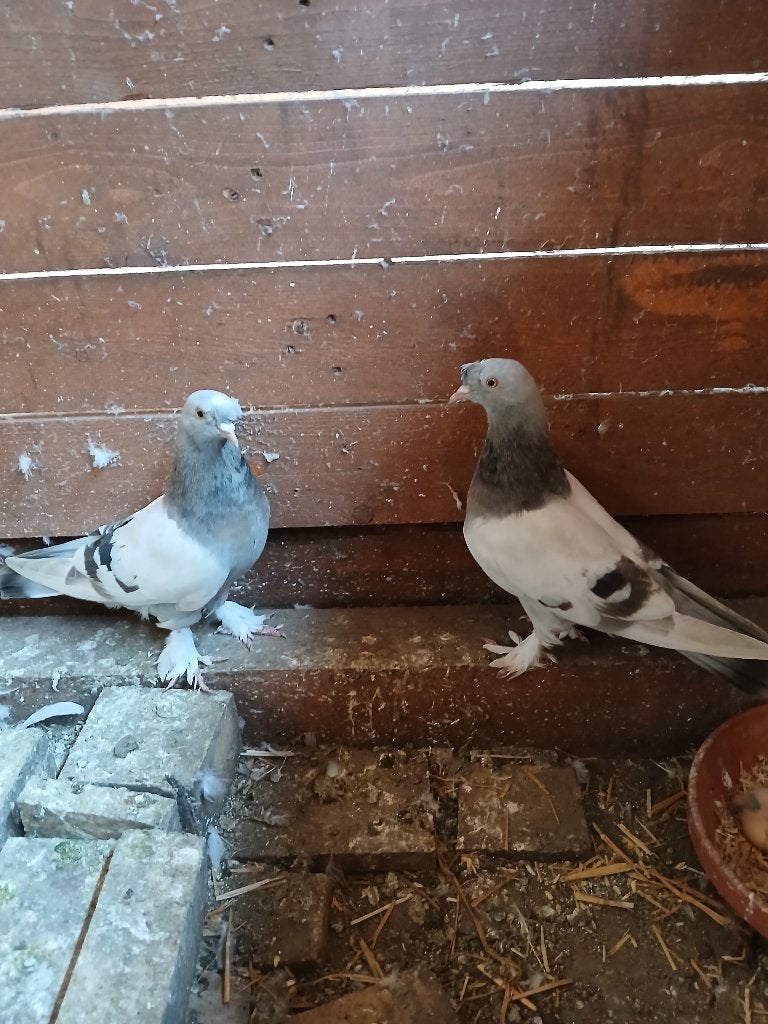 Guvercin taklacı, Divers, Papier cadeau, Envoi