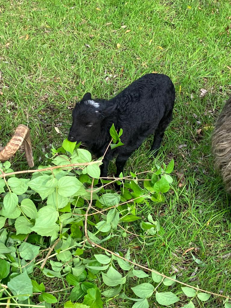Ouessant rammetje te koop, Mannelijk, Schaap, 0 tot 2 jaar