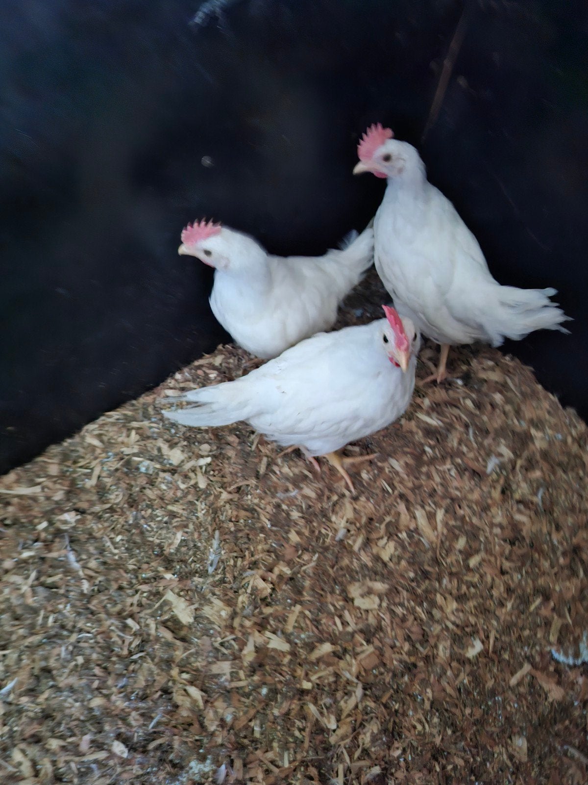 10 raszuivere leghorn hanen(voorlopig 4 gereserveerd), Poule ou poulet