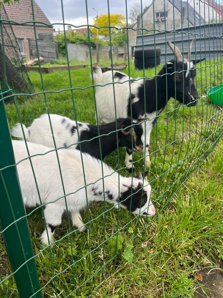 Geitjes (moeder met 2 bokjes), Plusieurs animaux, Chèvre