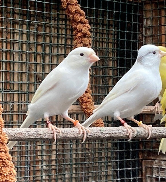 Canaris malinois blanc, Plusieurs animaux, Canari chanteur