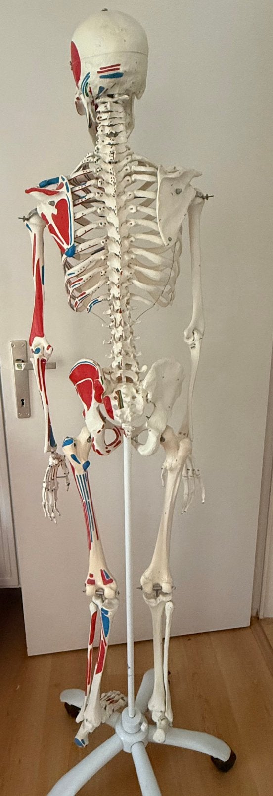 Origineel 3B Scientific Anatomisch Skelet met Rolstatief, Diversen, Schoolbenodigdheden, Ophalen, Zo goed als nieuw