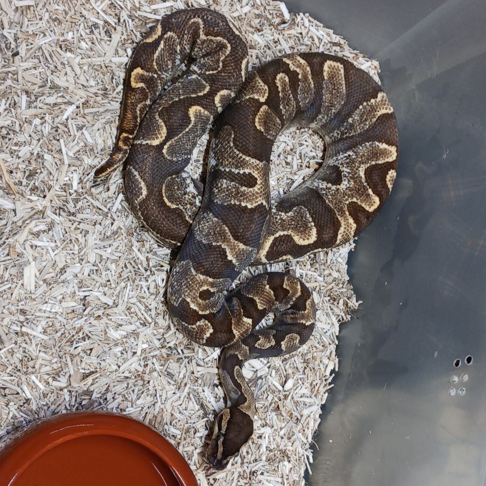 0.1 GHI enchi sugar, Serpent, Domestique, 0 à 2 ans