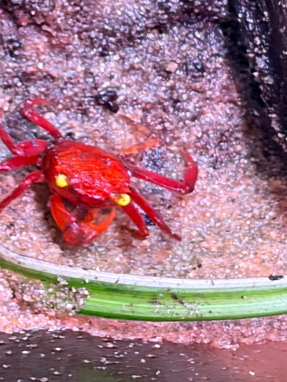 Crabe aux tomates, Animaux & Accessoires, Poissons | Poissons d'aquarium, Poisson d'eau douce, Homard, Crabe ou Crevette