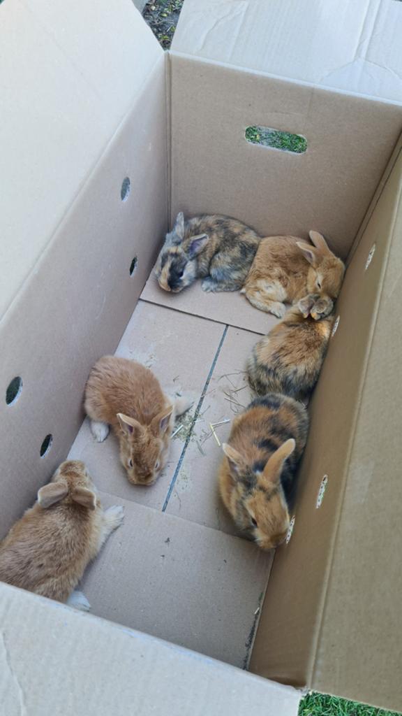 Vlaamse reusjes, Dieren en Toebehoren, Konijnen, Groot