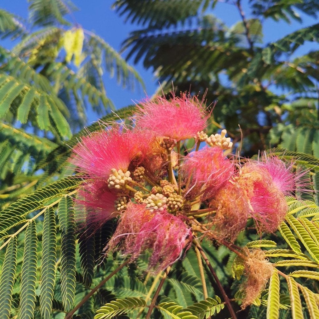 Albizia Julibrissin meerstam, Ophalen, Struik