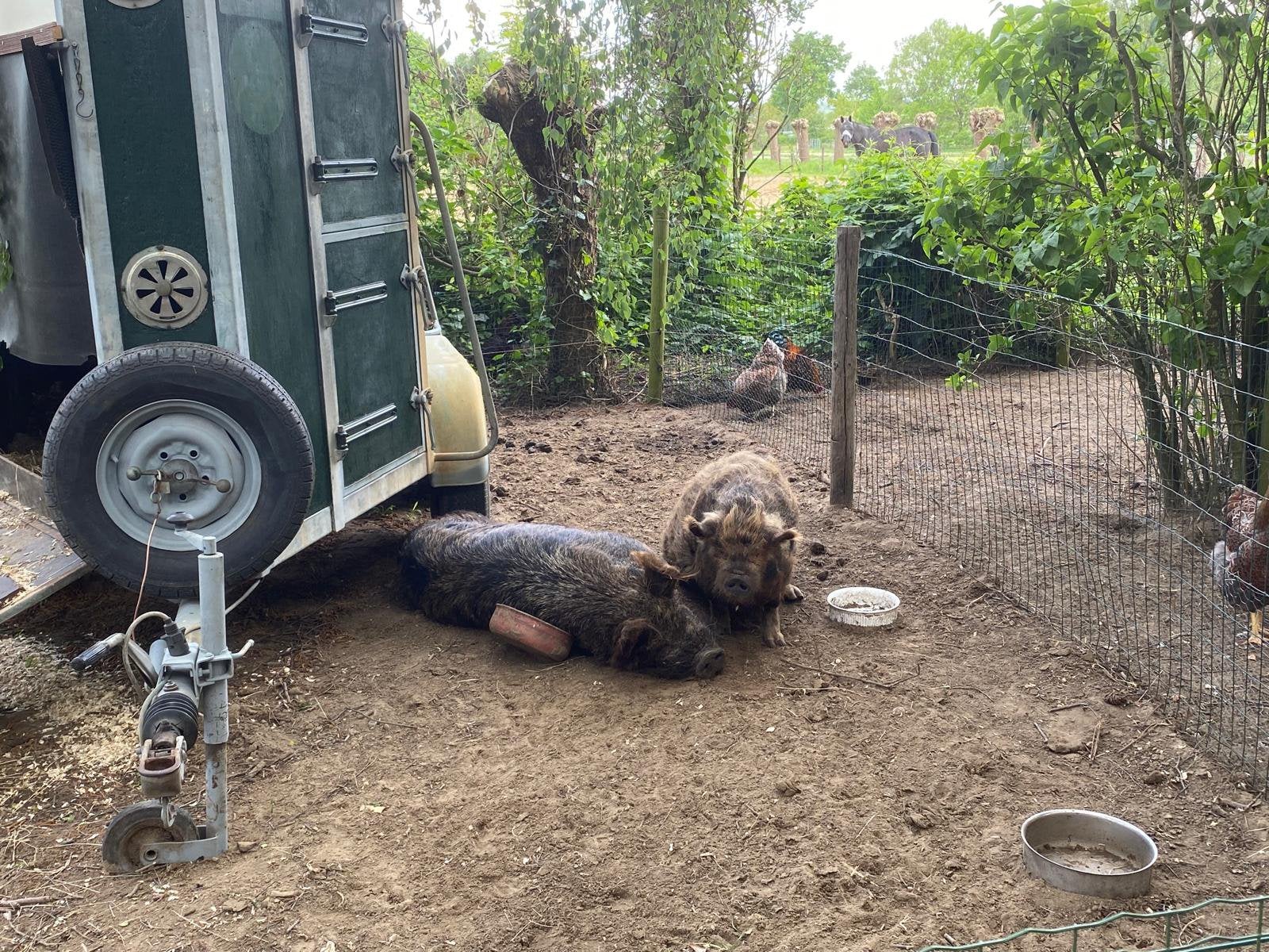 Stamboek kune kune biggen verwacht