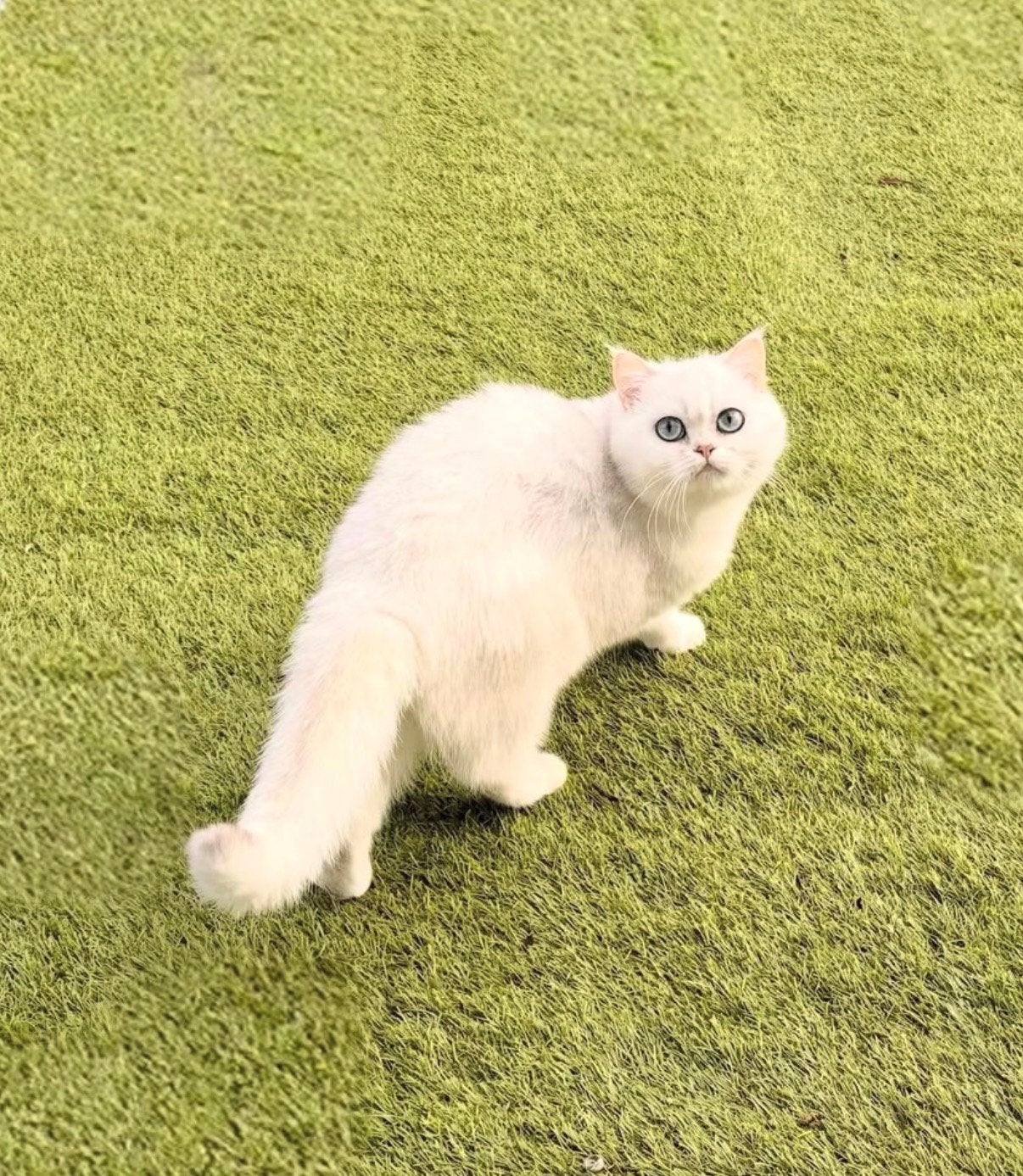 Brits korthaar poes, Chatte ou Chat, Avec pedigree, 0 à 2 ans