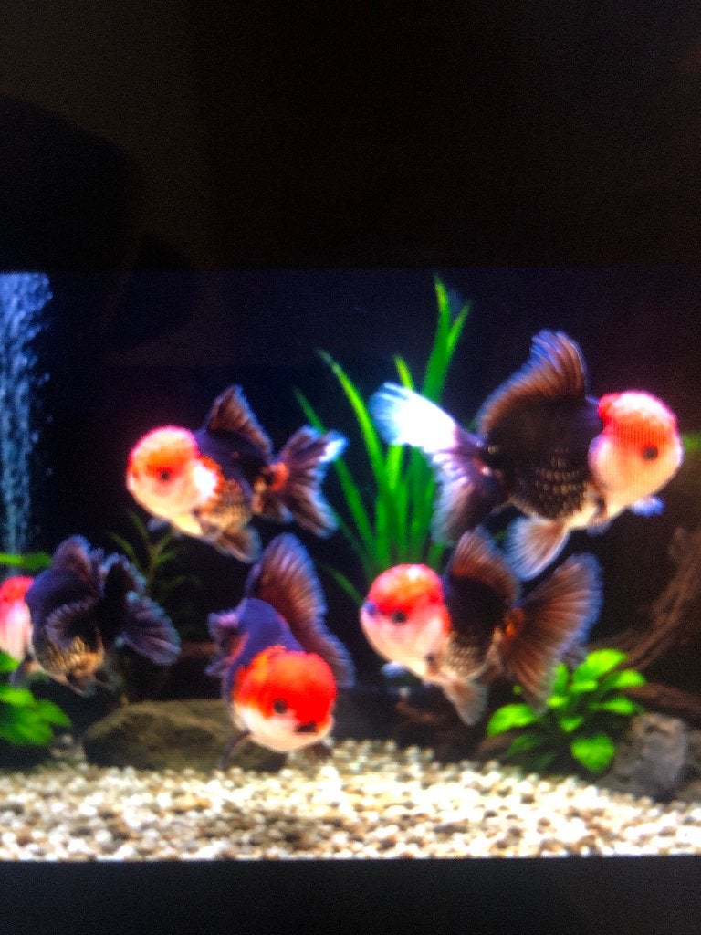 Leeuwenkop goudvis, Vis, Zoetwatervis