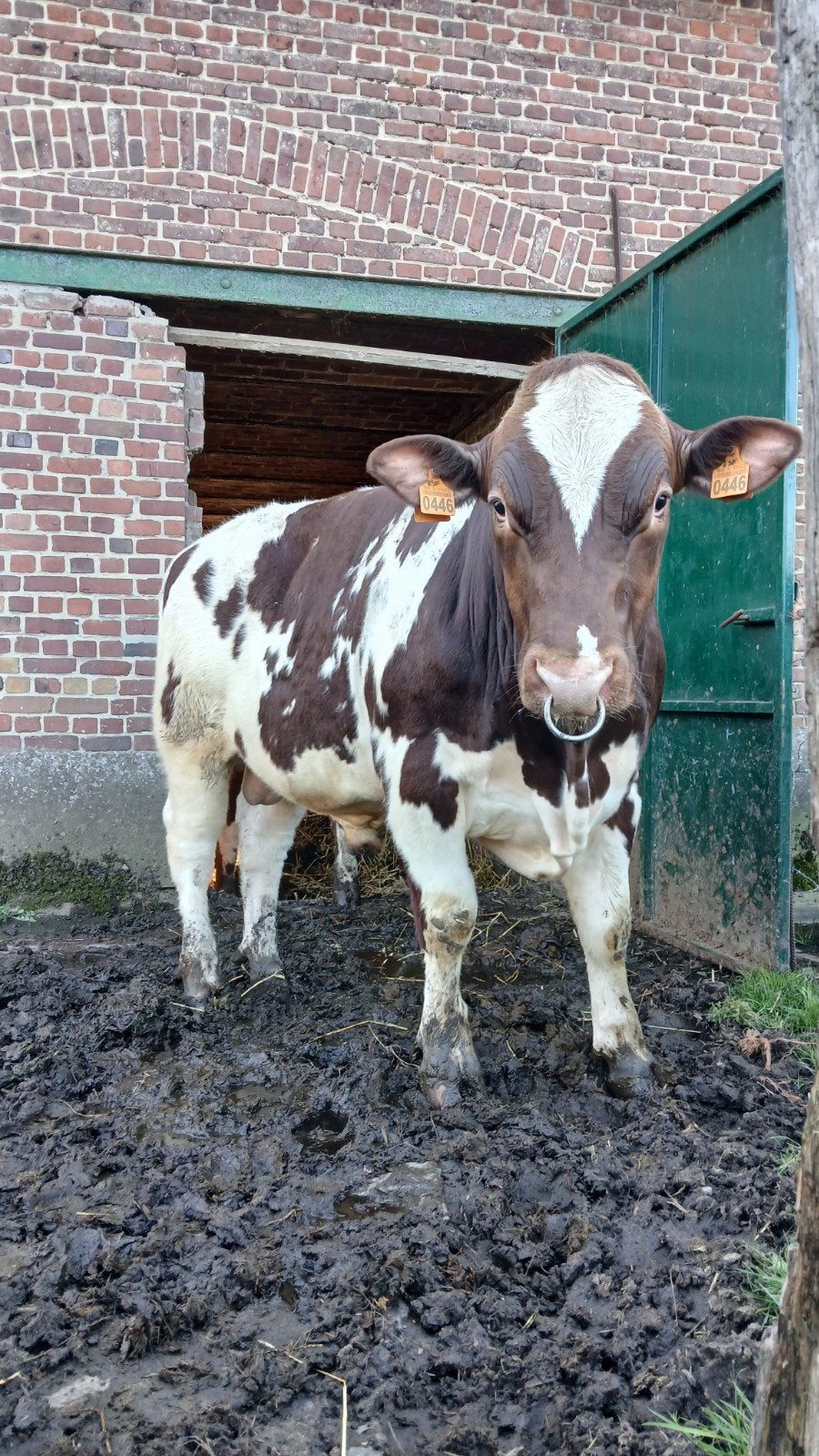 Jonge Oost-Vlaamse dekstier, Dieren en Toebehoren, Runderen, Mannelijk, 0 tot 2 jaar