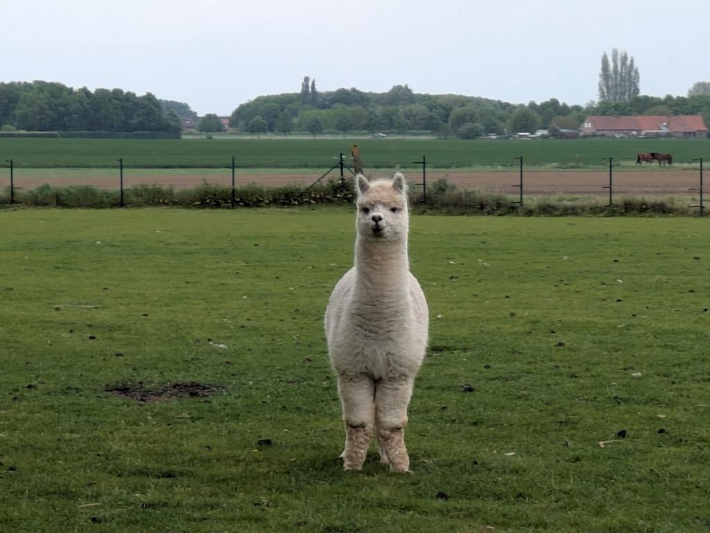 alpaca hengst te ruilen, Dieren en Toebehoren, Overige Dieren, Maart, Mannelijk