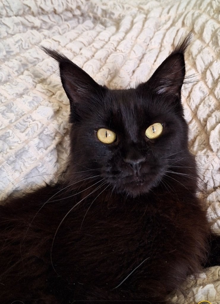 Mainecoon, Dieren en Toebehoren, Katten en Kittens | Raskatten | Langhaar, Poes, 3 tot 5 jaar, Met stamboom, Gechipt, Ontwormd