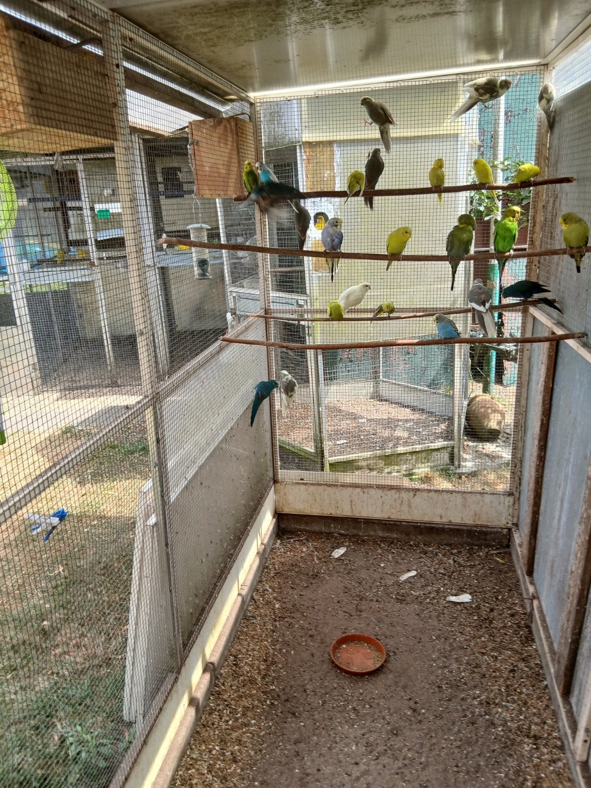 kakarikis x grasparkieten, Animaux & Accessoires, Oiseaux | Perruches & Perroquets, Bagué