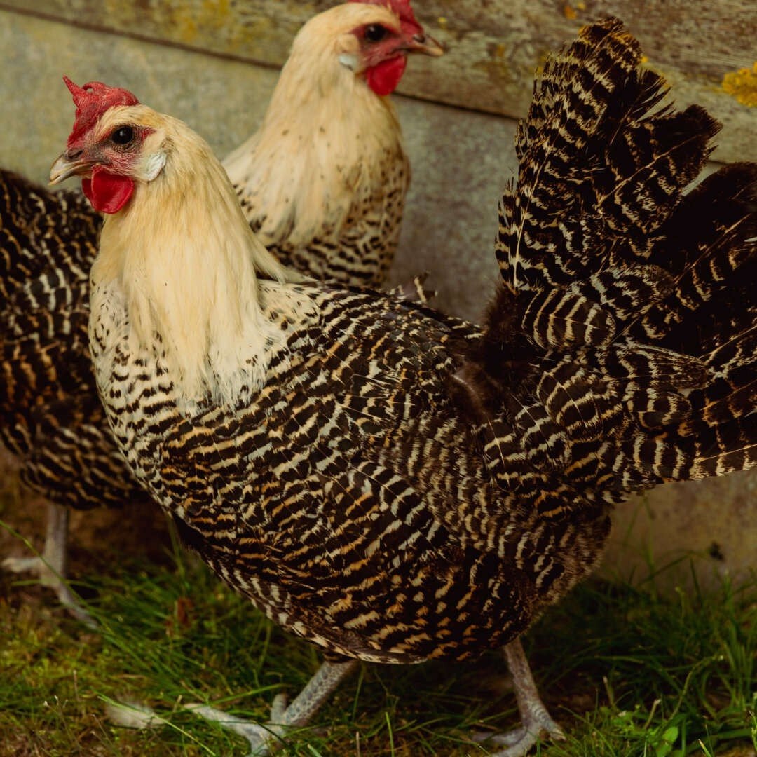 opzoek naar brakel kippen, Animaux & Accessoires