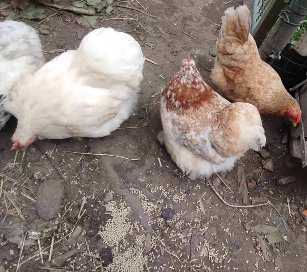 Poules bantam Cochin, Animaux & Accessoires