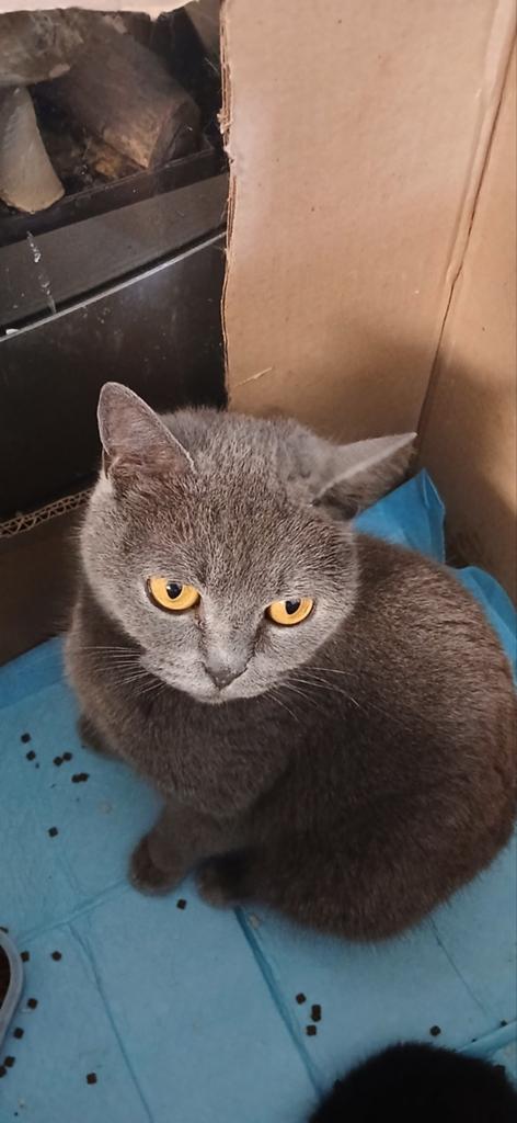 BRITISH SHORTHAIR A DISPARU DE TOUTE URGENCE !, Chatte ou Chat, Vermifugé, 3 à 5 ans