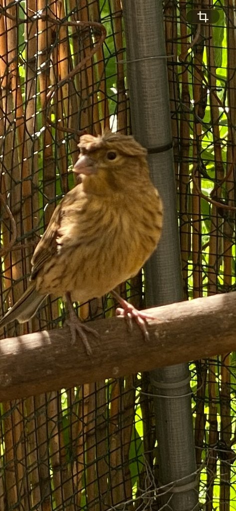 Kanarie, Dieren en Toebehoren, Vogels | Kanaries