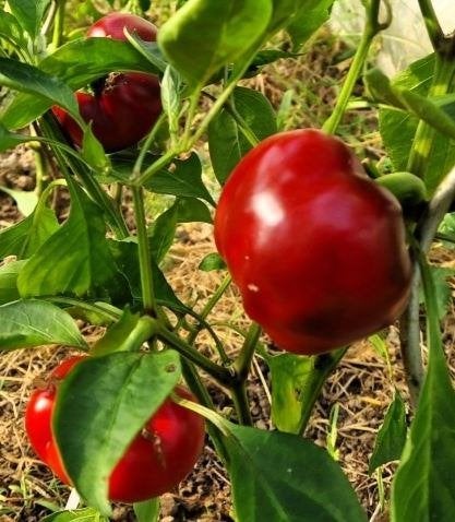 5 graines de petit poivron Dumas à paroi épaisse, Envoi, Printemps, Plein soleil, Graine
