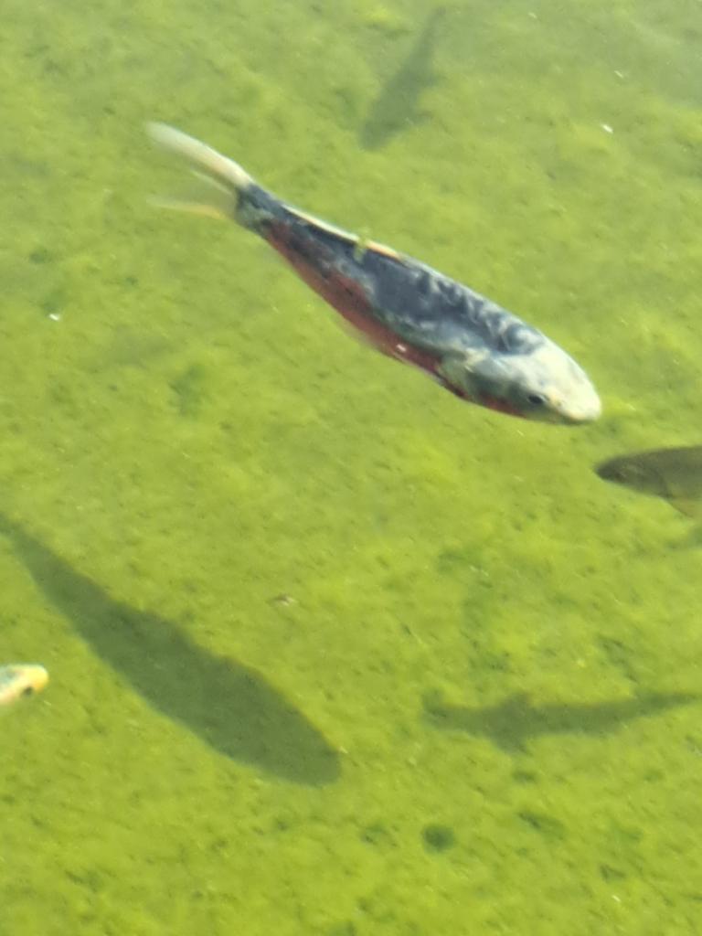 2 mooie koi's te koop ongeveer  45 cm lang